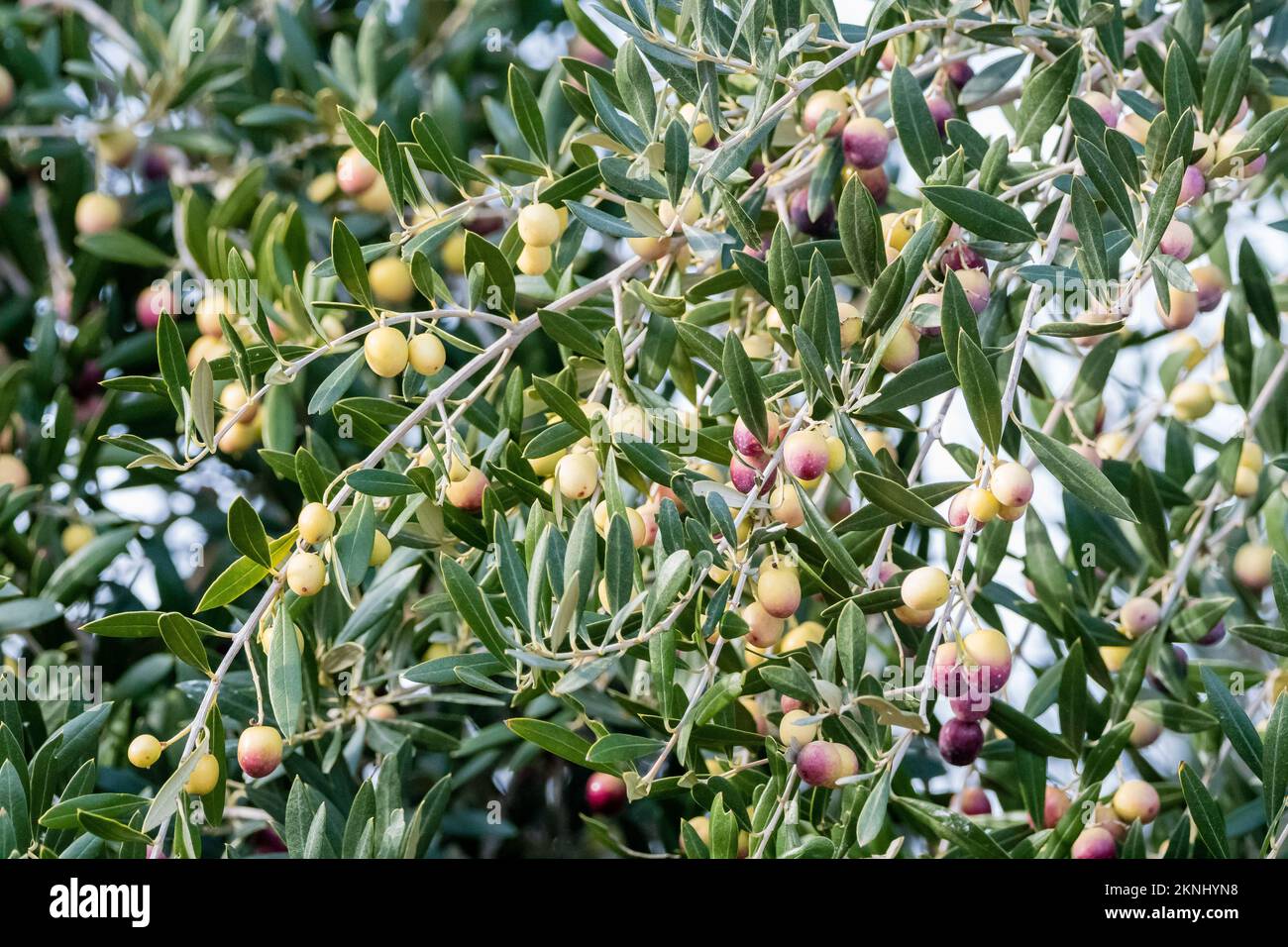 Branch, Europäischer Olivenbaum, Olea europaea, Stockfoto