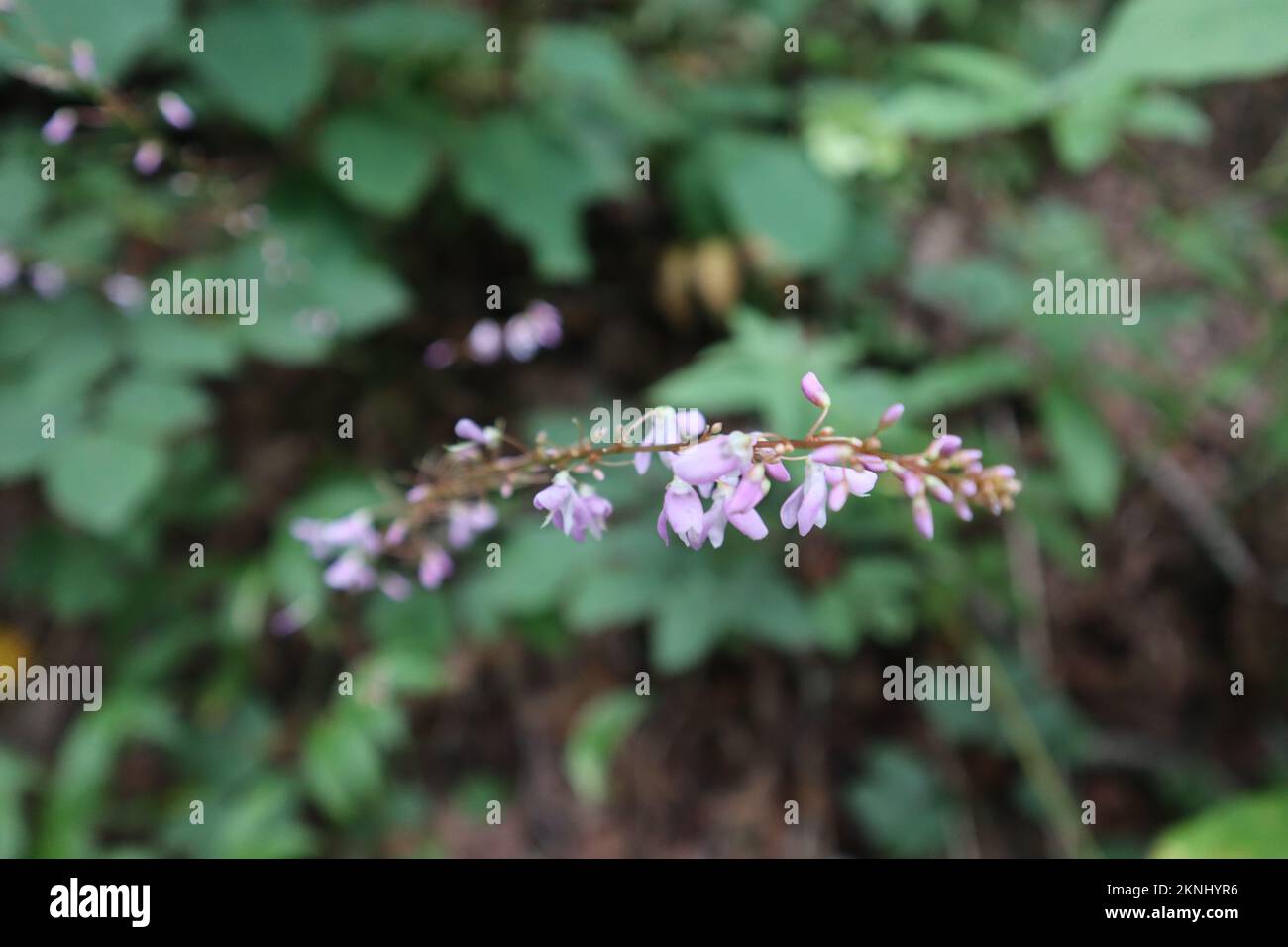 Eine Nahaufnahme eines dünnen Stiels mit violetten Kokons vor verschwommenem Hintergrund Stockfoto