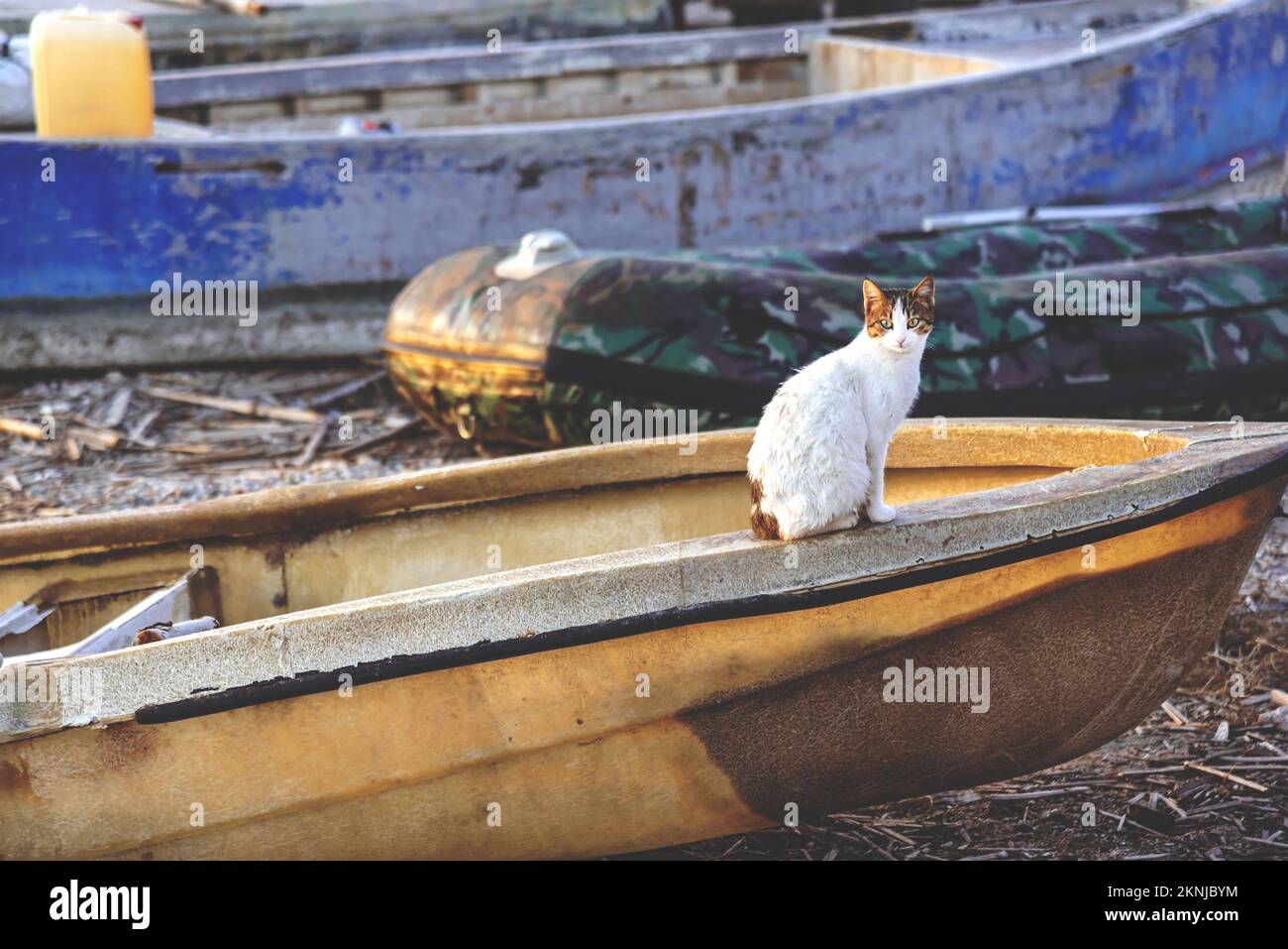 Eine junge streunende Katze sitzt auf einem Boot nahe der Küste, aus der Nähe Stockfoto