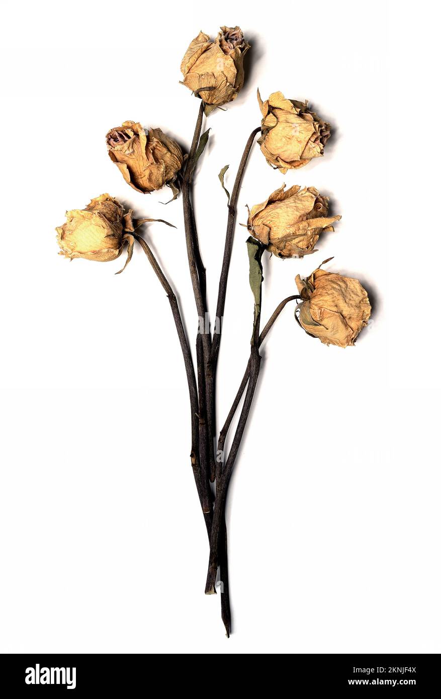 Sechs verwelkte Rosen vor weißem Hintergrund Stockfoto