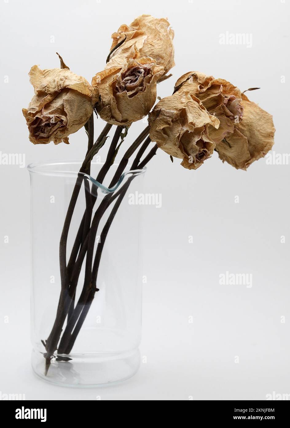 Strauß getrockneter Rosen in einem Glasgefäß auf weißem Hintergrund Stockfoto