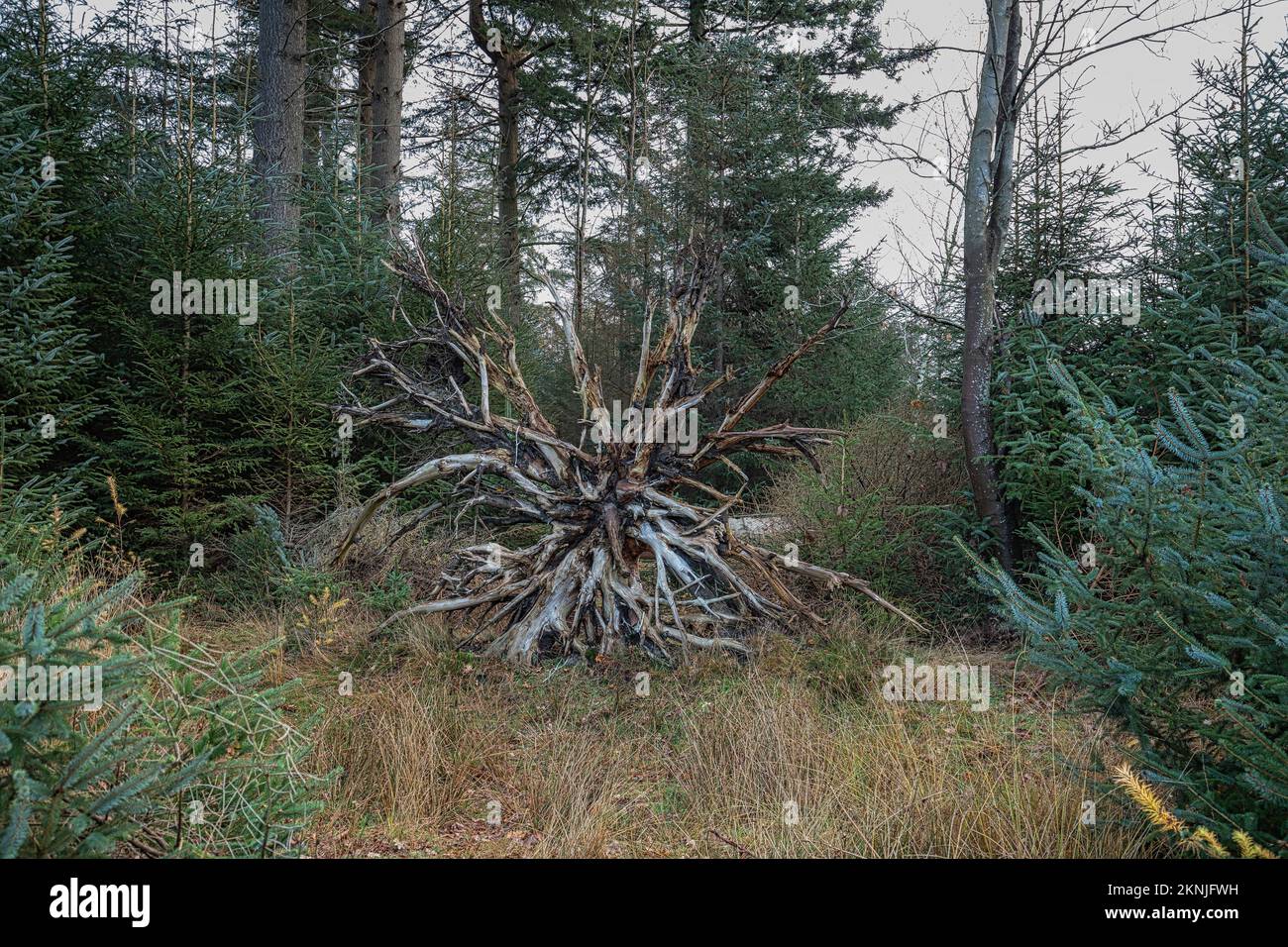 Nahaufnahme freigelegt und vom Regen gereinigt detailliertes Wurzelsystem einer gefallenen Douglastanne, Pseudotsuga menziesii, im Aekingerzand in einem Wald Stockfoto
