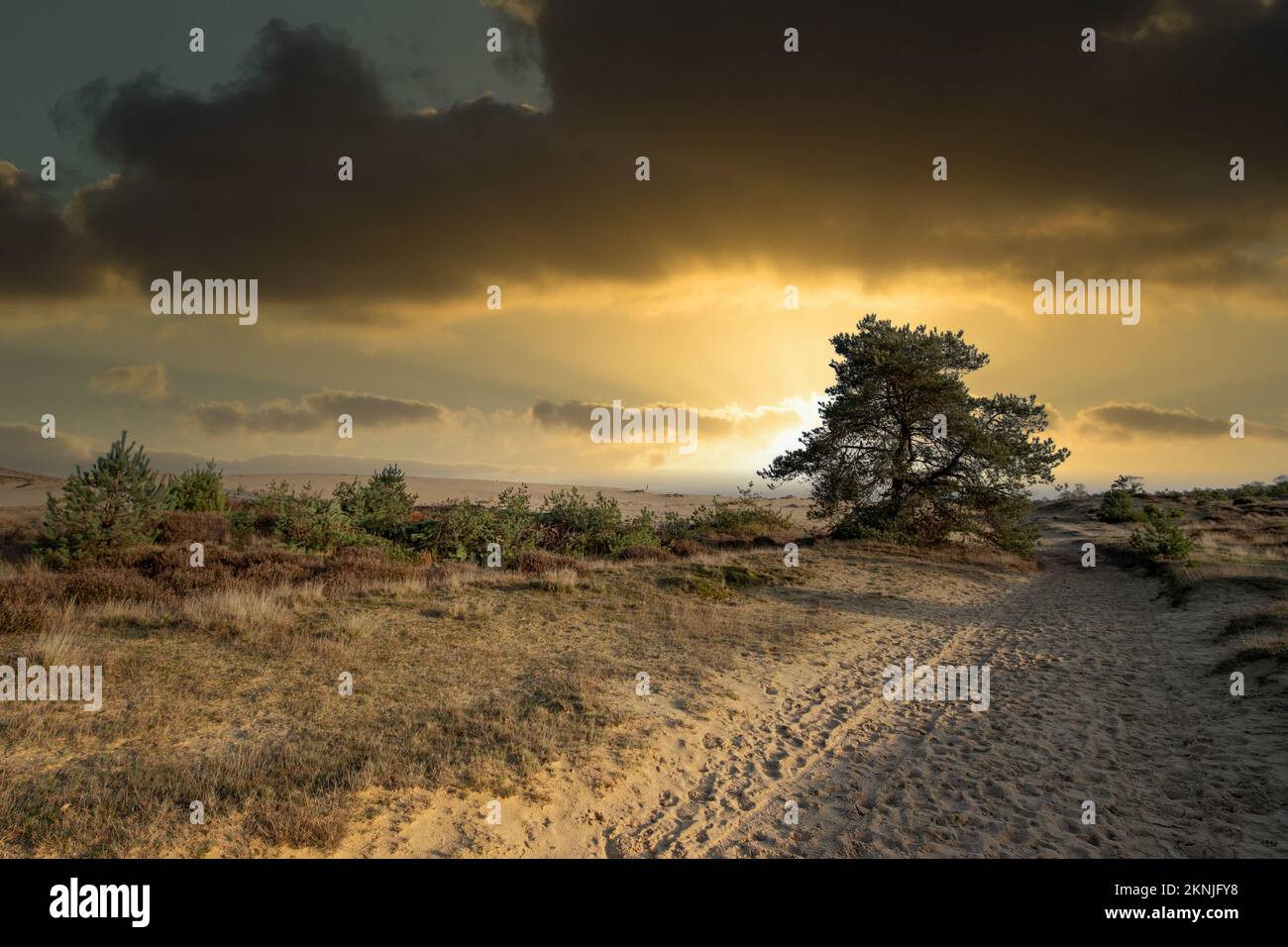 Landschaftspflege Kale Duinen im Naturschutzgebiet Aekingerzand in der niederländischen Provinz Drenthe, bei Sonnenaufgang durch die Baumwipfel von van Grove Den, Pinus sylve Stockfoto