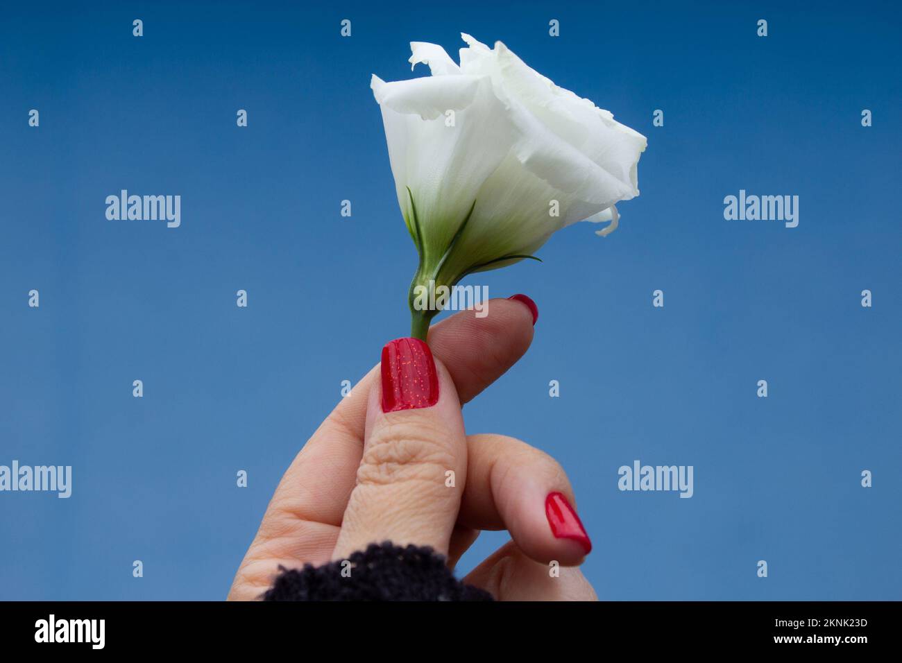 Goiânia, Goias, Brasilien – 27. November 2022: Eine weibliche Hand mit rot lackierten Nägeln und einer weißen Blume vor blauem Hintergrund. Stockfoto