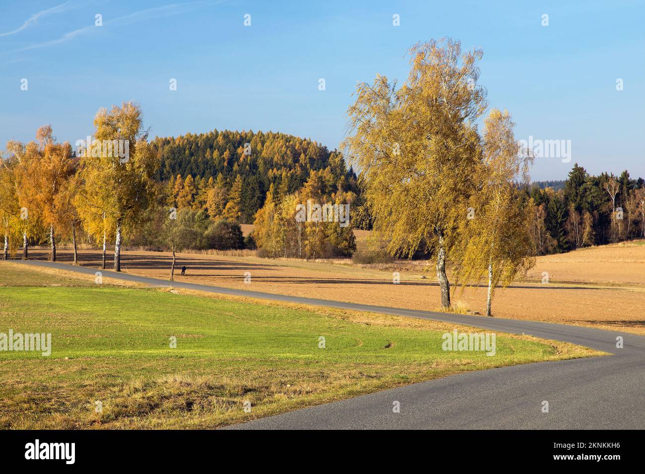 Straße und Birke, Herbstblick vom böhmischen und mährischen Hochland, Tschechische Republik Stockfoto