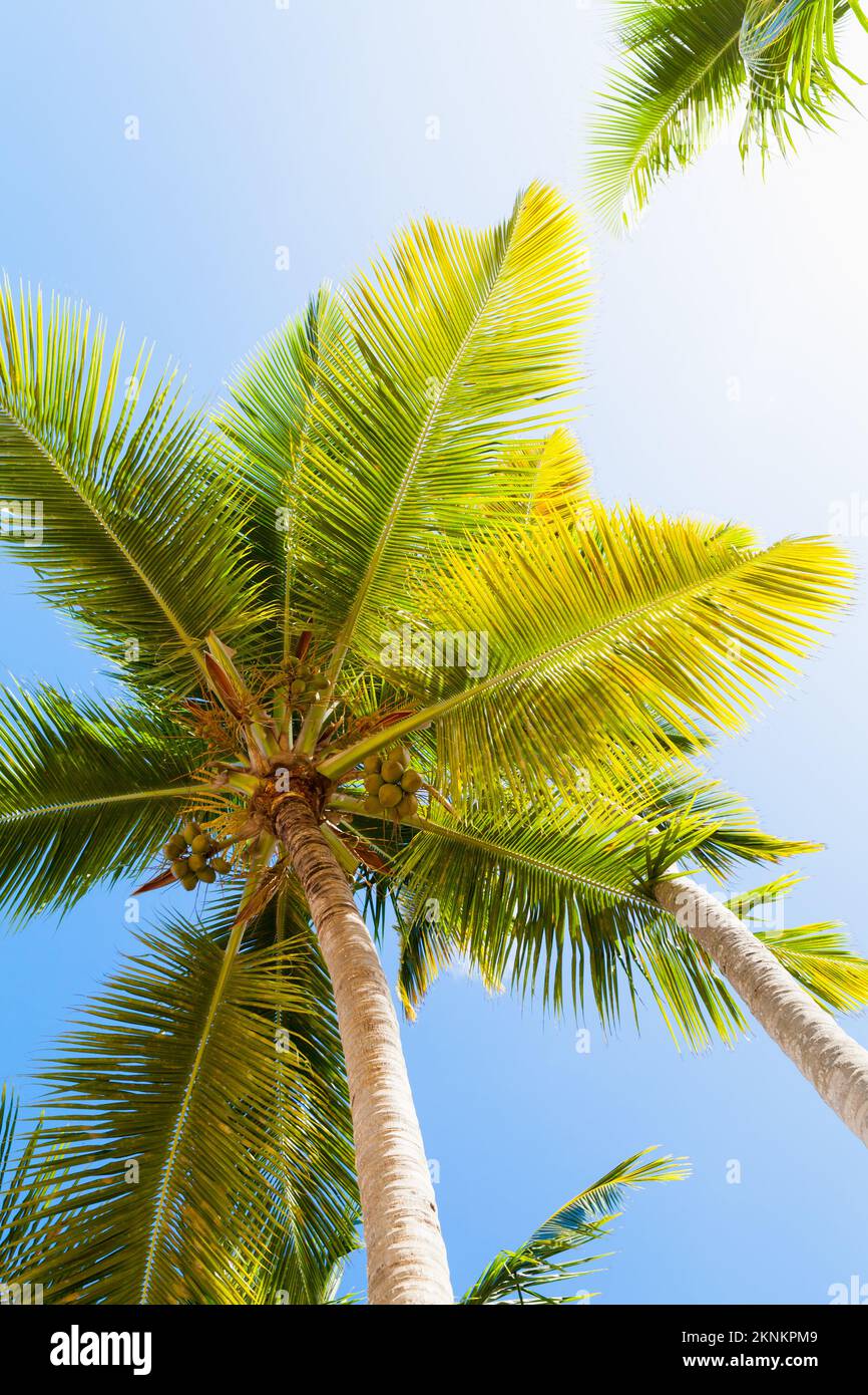 An einem sonnigen Tag steht die Kokospalme unter dem hellblauen Himmel. Natürlicher Hintergrund, vertikales Foto Stockfoto