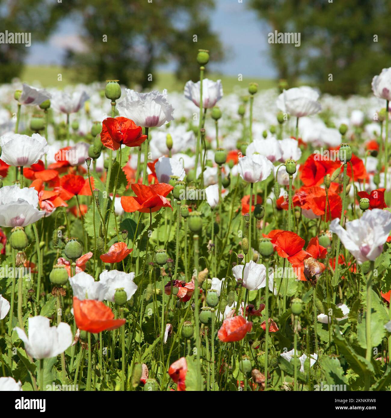 Weißes blühendes OpiummohnFeld im lateinischen papaver somniferum