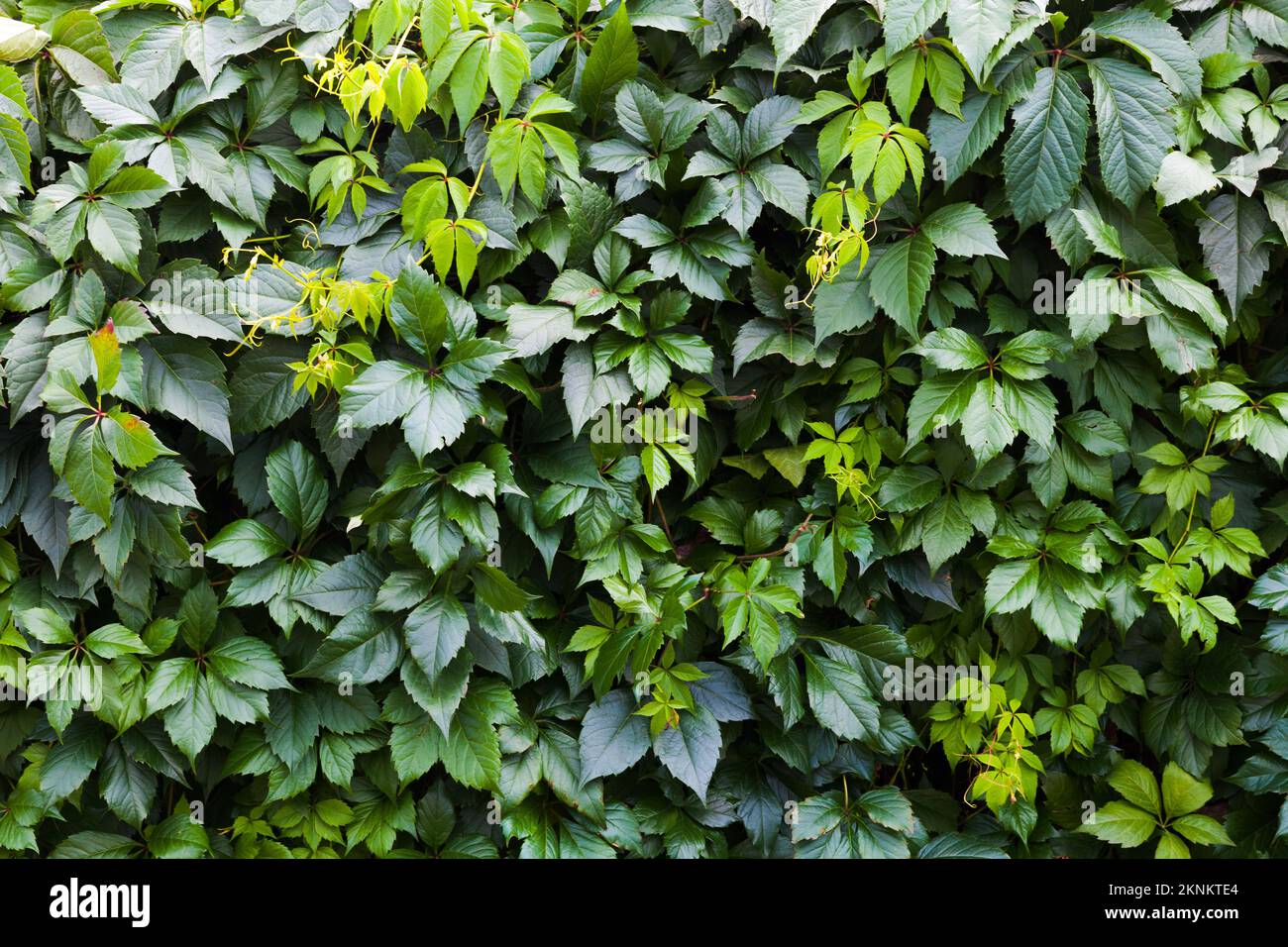 Struktur der grünen Traubenblätter. Natürliches Hintergrundbild Stockfoto