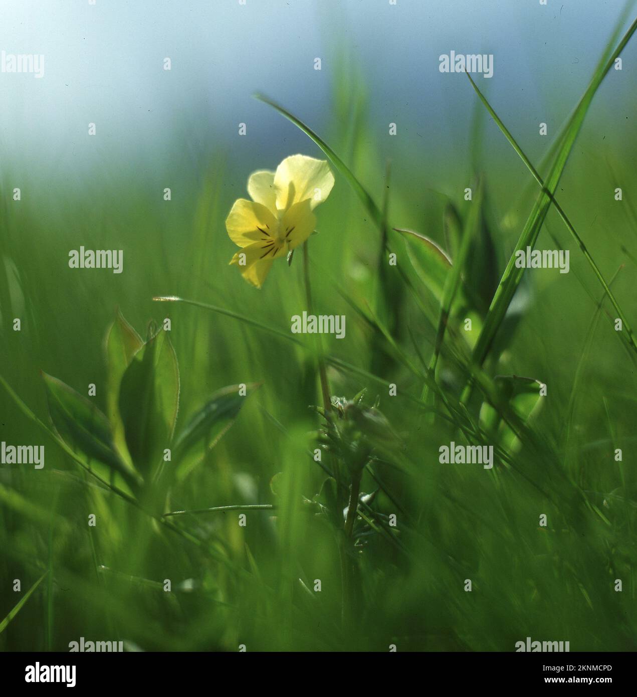 Eine Nahaufnahme einer Bergschwuchtel, die im Garten blüht Stockfoto