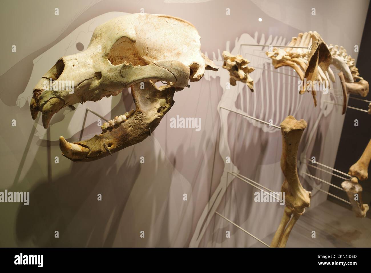 Santander, Spanien - 29. Okt. 2022: Antike Knochen im Museum der Vorgeschichte und Archäologie von Kantabrien Stockfoto