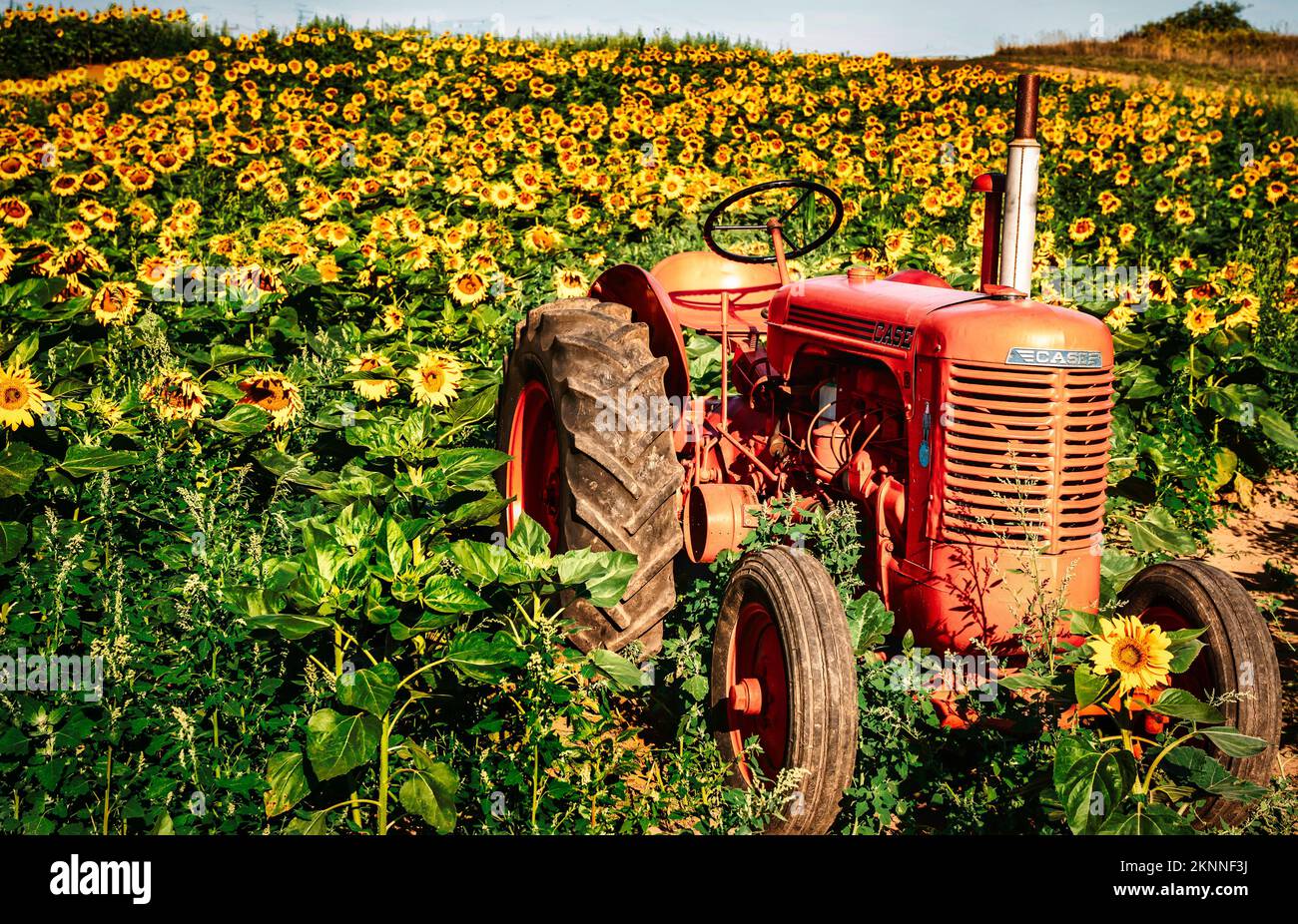 Ein alter roter Traktor auf einem Sonnenblumenfeld Stockfoto