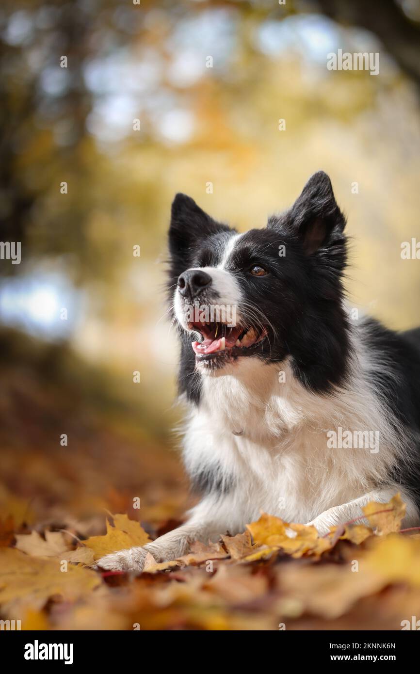 Happy Border Collie liegt in Herbstblättern. Vertikales Porträt eines lächelnden schwarzen und weißen Hundes in der Natur während der Herbstsaison. Stockfoto