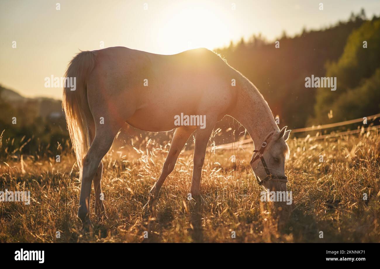 Weißes arabisches Pferd grast auf grünem Feld, Blick von der Seite, Nachmittagssonne im Hintergrund Stockfoto