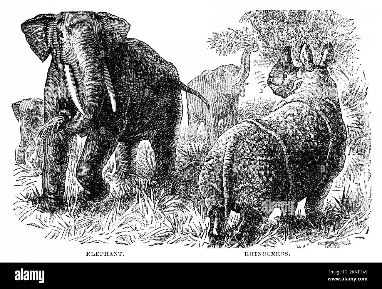 Gravur afrikanischer Säugetiere; Elefant und Nashorn, ca. 1880 Stockfoto