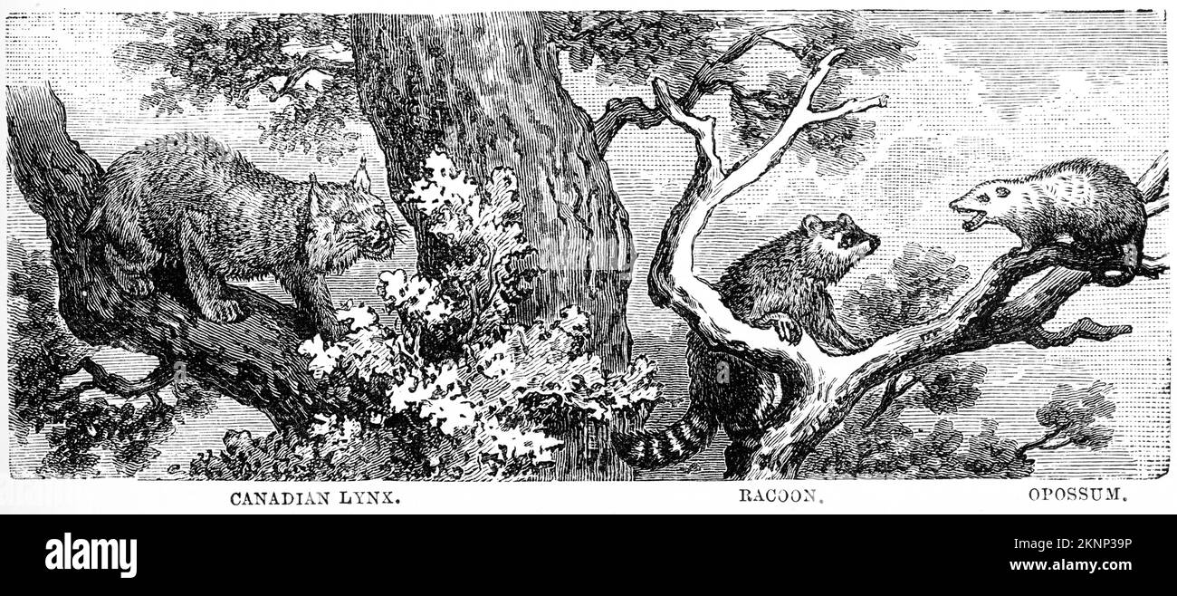 Gravur amerikanischer Säugetiere; Luchs, Opposum und Waschbär, ca. 1880 Stockfoto