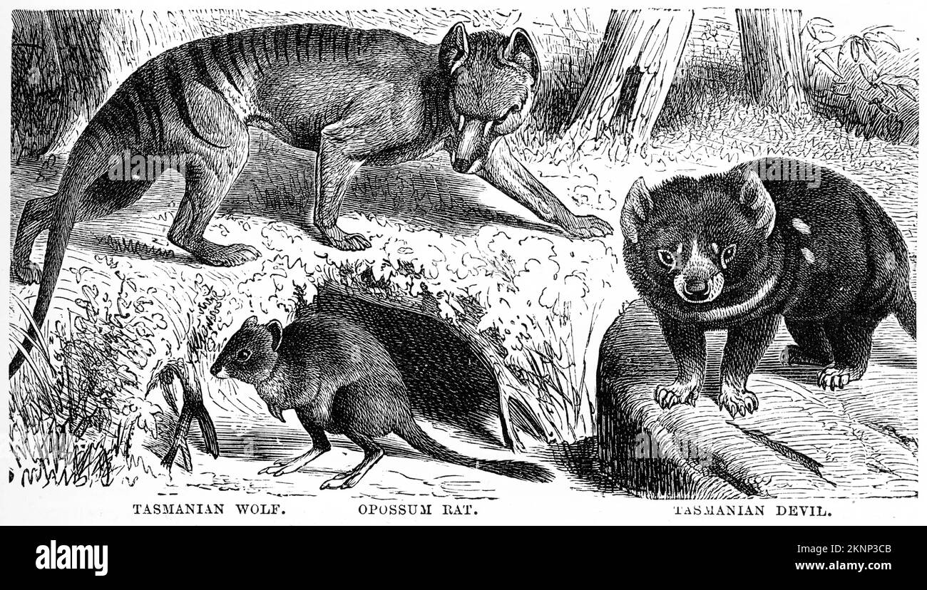 Gravur von australischen Beuteltieren, dem Tasmanischen Teufel, dem Tasmanischen Wolf und der Oposssum Ratte, ca. 1880 Stockfoto