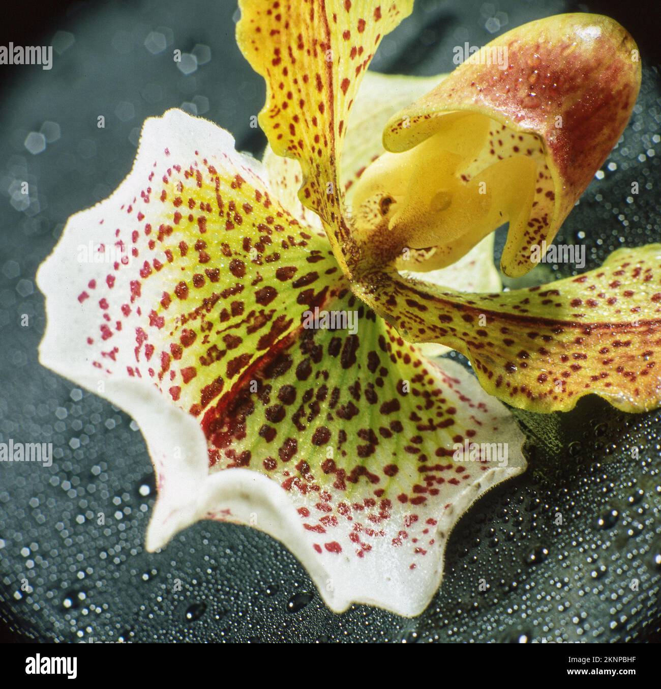 Eine Nahaufnahme der Venusblüte auf einer nassen Oberfläche Stockfoto