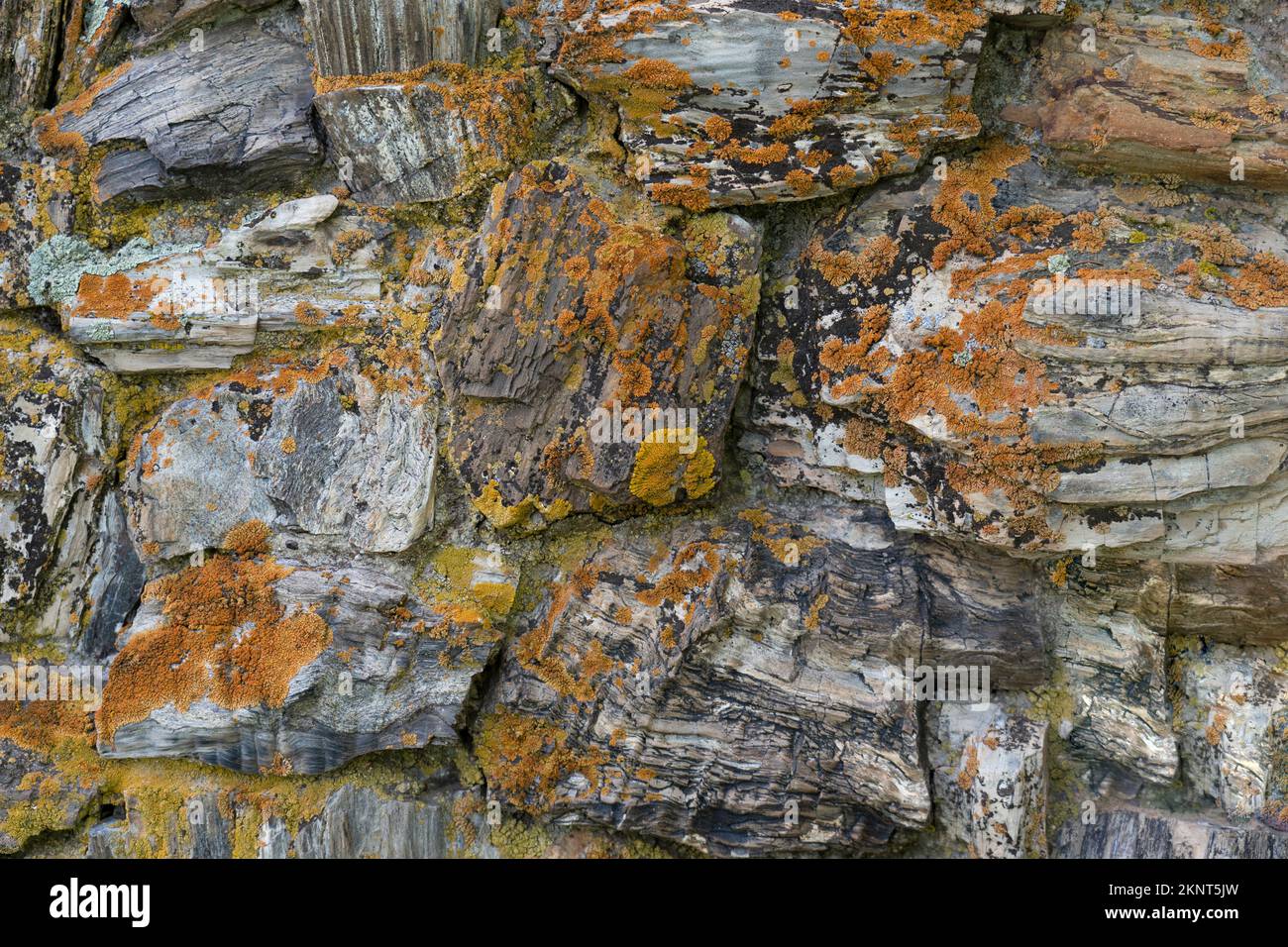 Versteinertes altes Holzgestein wurde zu einer Steinwand mit lebendem Moosflechten gemacht. Hier sehen Sie eine Nahaufnahme, in der Felsgestein mit rauer Textur zementiert ist. Stockfoto
