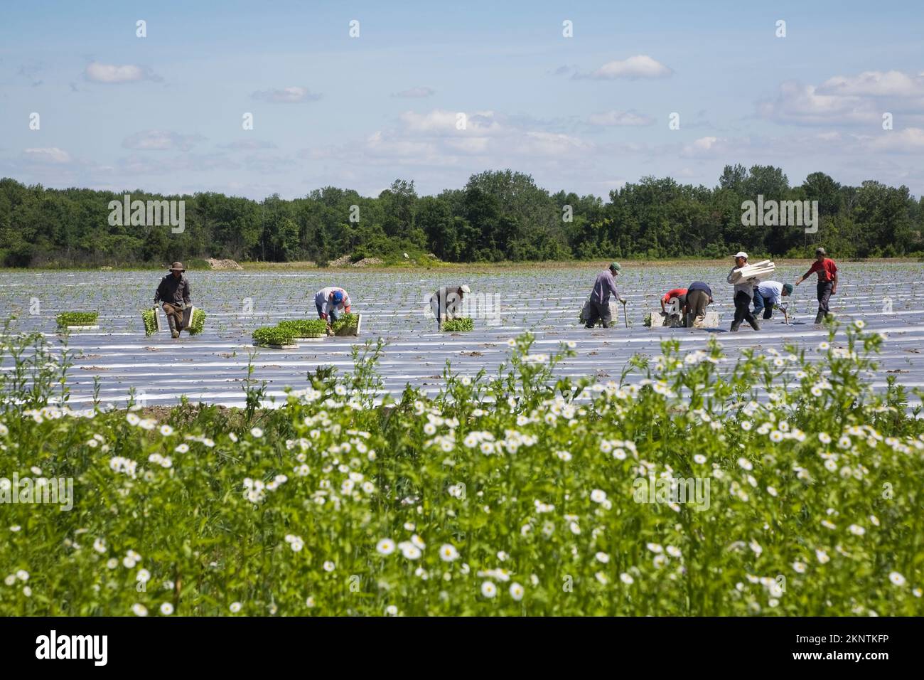 Mexikanische Wanderarbeiter, die auf einem landwirtschaftlichen Feld auf einem landwirtschaftlichen Nutzbetrieb Setzlinge Pflanzen. Stockfoto