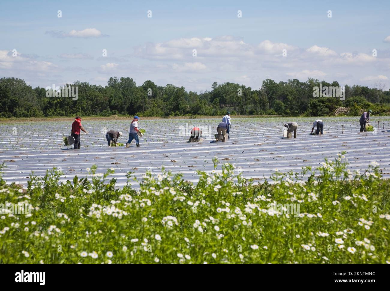 Mexikanische Wanderarbeiter, die auf einem landwirtschaftlichen Feld auf einem landwirtschaftlichen Nutzbetrieb Setzlinge Pflanzen. Stockfoto