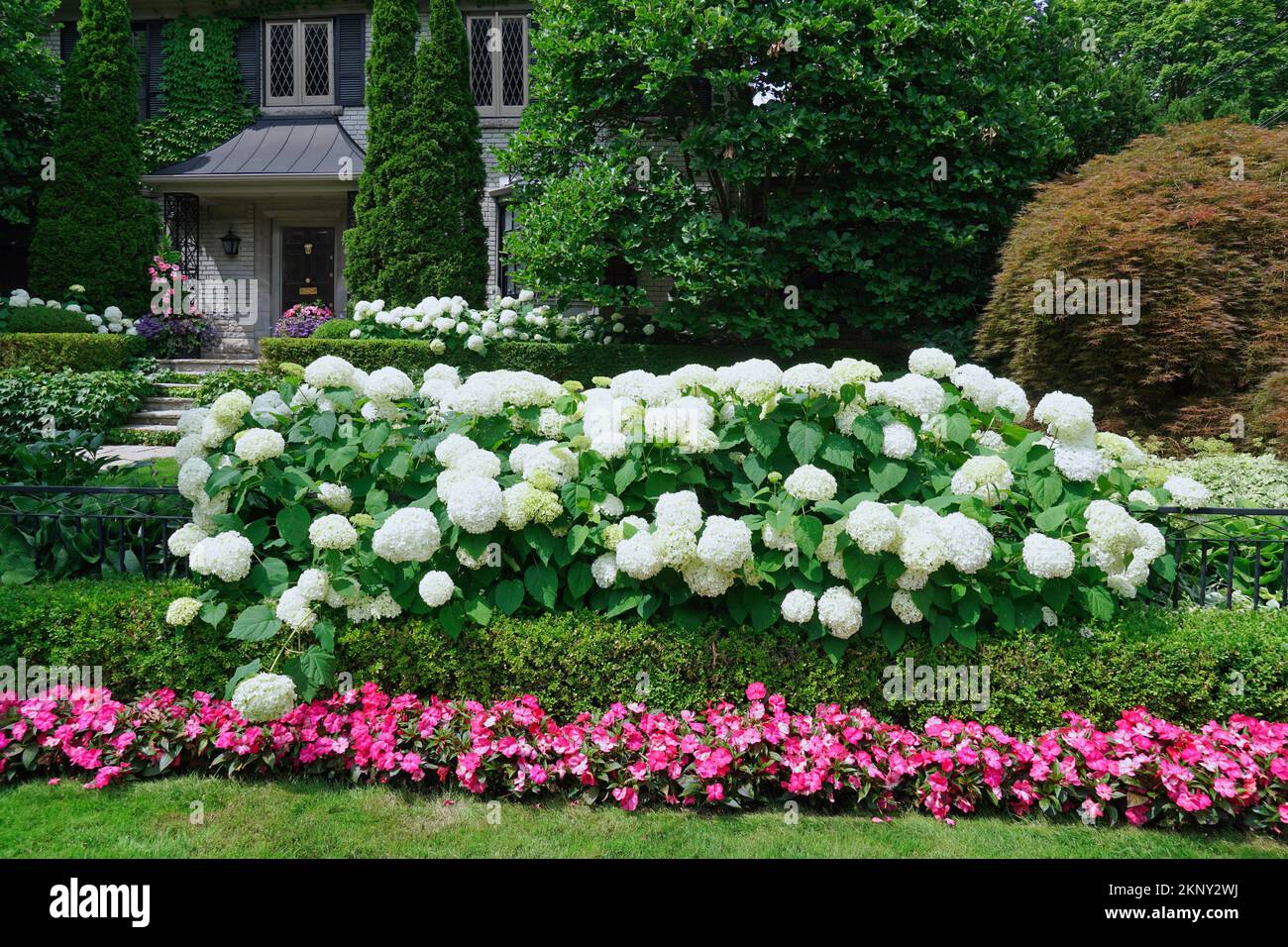 Gartengrenze mit einer Hecke aus Hortensienbüschen und rosa Impatiens Stockfoto