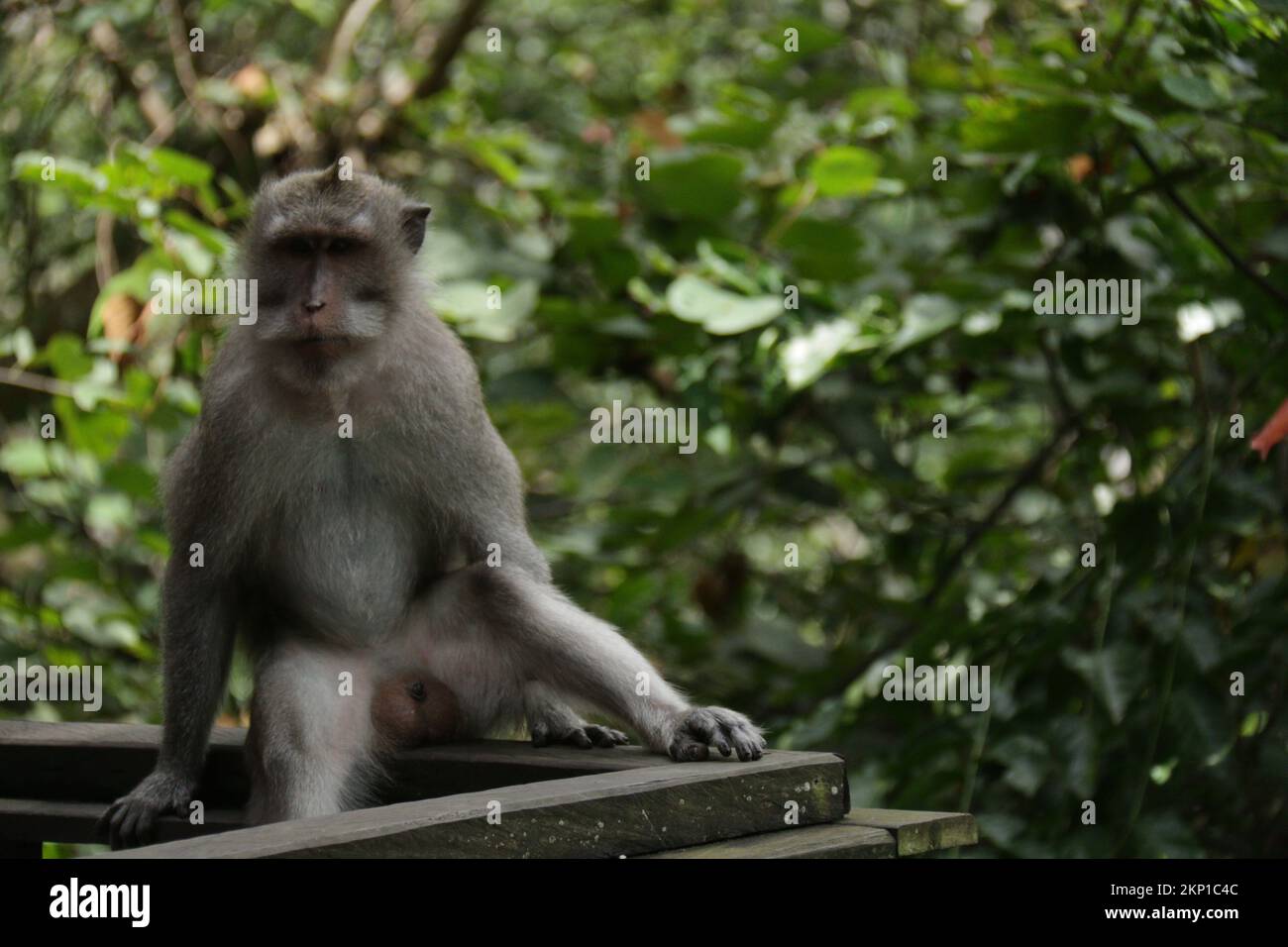 Das Heiligtum des Affenwaldes ist eines der beliebtesten Aktivitäten in Ubud, Bali. Stockfoto