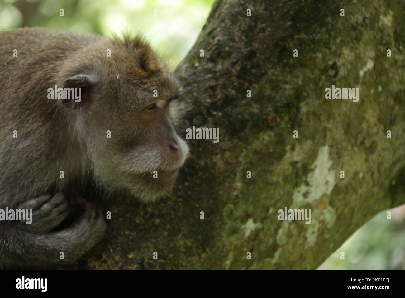 Das Heiligtum des Affenwaldes ist eines der beliebtesten Aktivitäten in Ubud, Bali. Stockfoto