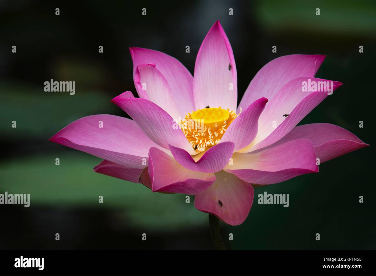 lotus, die Nationalblume Vietnams Stockfoto