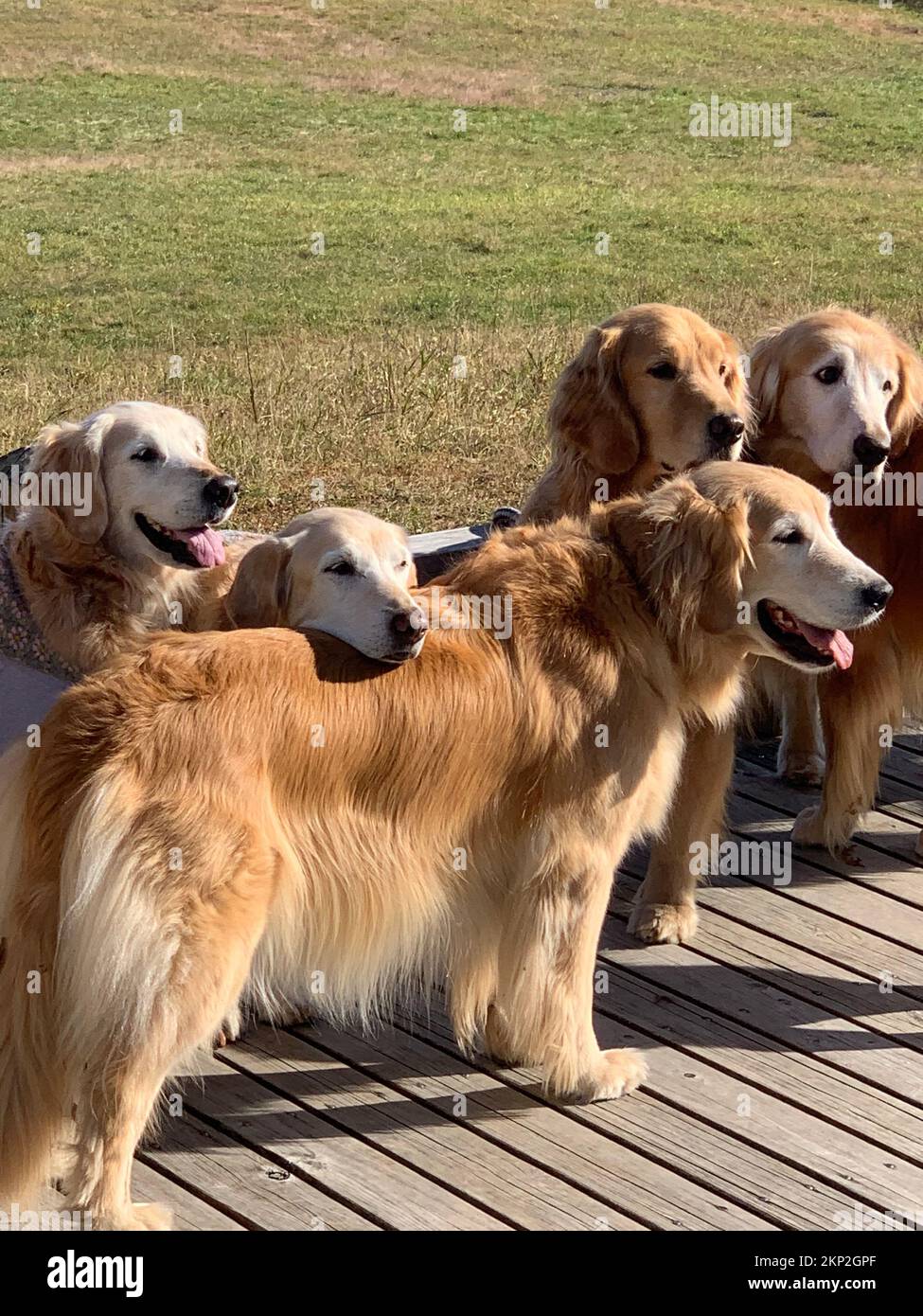 Ein vertikaler Schuss goldener Retriever-Hunde, die an einem sonnigen Tag auf der hölzernen Oberfläche des Parks stehen Stockfoto