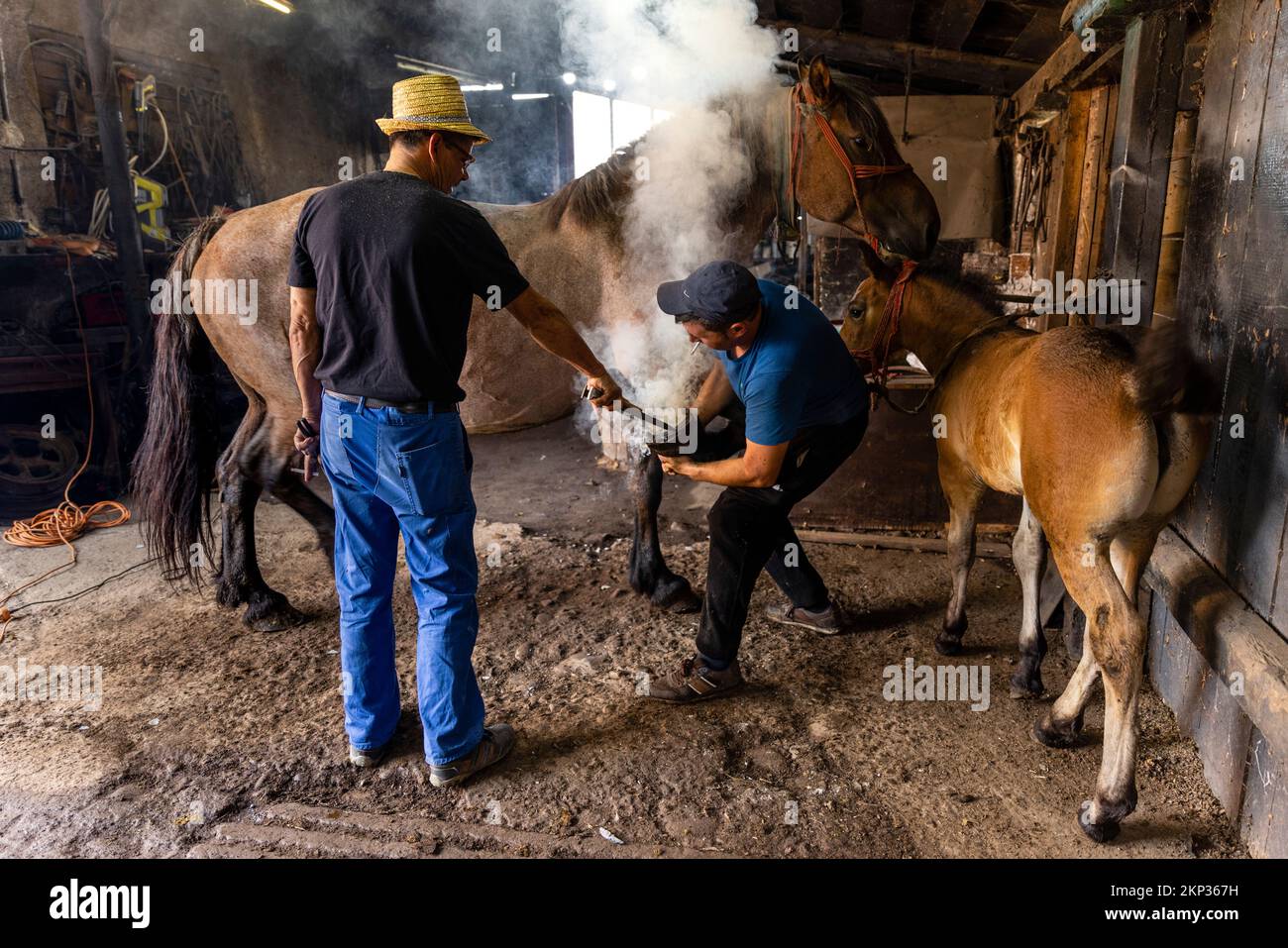 Pferdeschuh-Farrier und -Schmied in der Stadt Sapanta, Rumänien Stockfoto