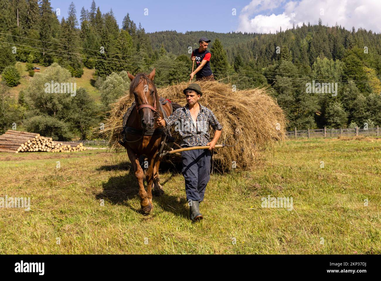 Bauern mit Pferdewagen, die Heu im Dorf Vatra Moldoviţei in Rumänien beladen Stockfoto