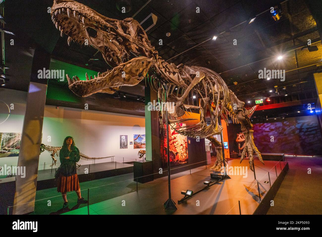 Adelaide, Australien. 28. November 2022 Eine Nachbildung des Tyrannosaurus Rex. Im South Australian Museum wird eine Ausstellung über sechs Aussterbe präsentiert, die die Geschichte der wichtigsten Dinosaurierräuber in jeder geologischen Periode durch die fünf großen Massenaussterbe auf der Erde verfolgt. Und betrachtet die aktuelle Aussterbungskrise, die sechste Ausrottung und was wir tun können, um Credit zu helfen: amer Ghazzal/Alamy Live News Stockfoto