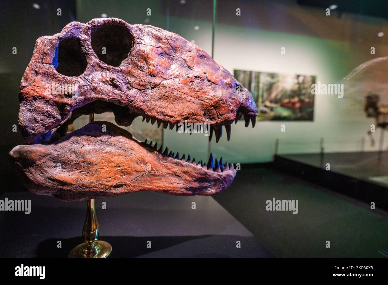 Adelaide, Australien. 28. November 2022 Im South Australian Museum wird eine Ausstellung über sechs Aussterbe präsentiert, die die Geschichte der wichtigsten Dinosaurierräuber in jeder geologischen Periode durch die fünf großen Massenaussterbe auf der Erde verfolgt. Und betrachtet die aktuelle Aussterbungskrise, die sechste Ausrottung und was wir tun können, um Credit zu helfen: amer Ghazzal/Alamy Live News Stockfoto