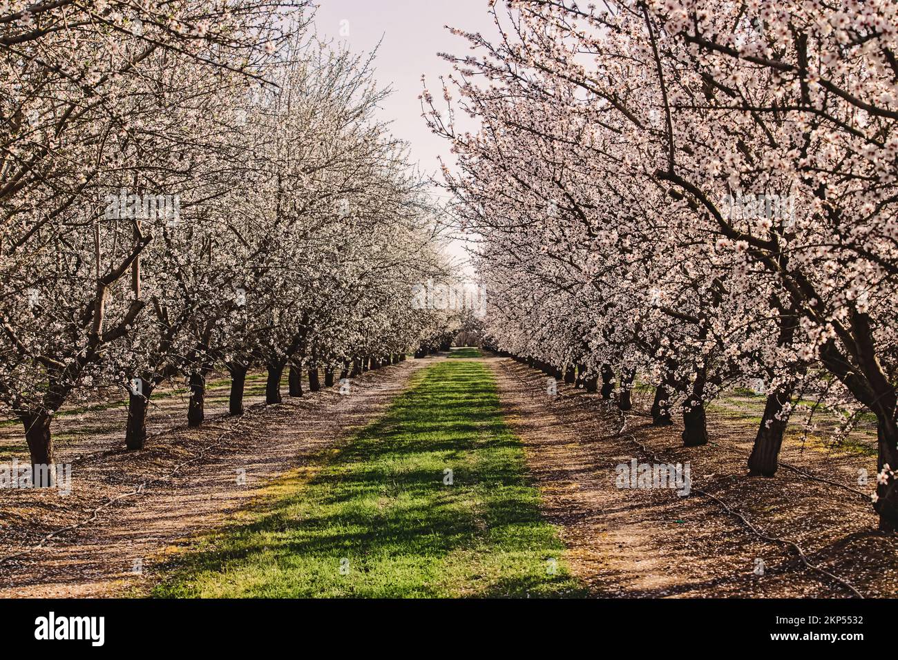 Mandelfarm im Frühling, Reihen weißer blühender Bäume. Modesto, Kalifornien Stockfoto