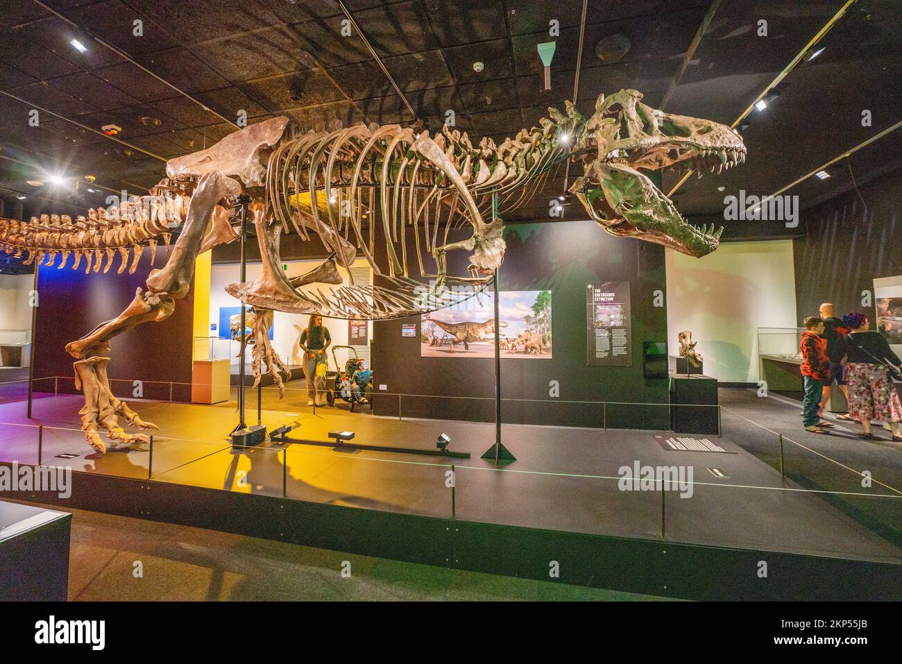 Adelaide, Australien. 28. November 2022 Eine Nachbildung des Tyrannosaurus Rex. Im South Australian Museum wird eine Ausstellung über sechs Aussterbe präsentiert, die die Geschichte der wichtigsten Dinosaurierräuber in jeder geologischen Periode durch die fünf großen Massenaussterbe auf der Erde verfolgt. Und betrachtet die aktuelle Aussterbungskrise, die sechste Ausrottung und was wir tun können, um Credit zu helfen: amer Ghazzal/Alamy Live News Stockfoto