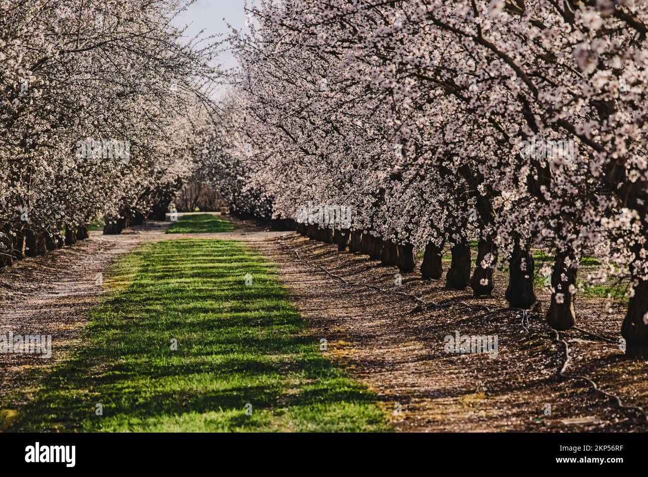 Mandelfarm im Frühling, Reihen weißer blühender Bäume. Modesto, Kalifornien Stockfoto