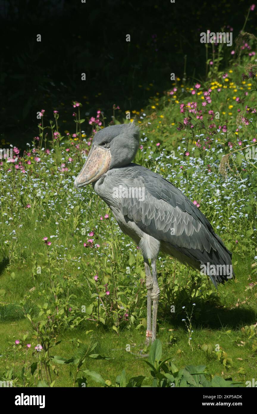 Vertikale Nahaufnahme des seltsamen, bedrohten, langbeinigen, afrikanischen Grauwal- oder Schuhschnabel-Storchs Balaeniceps rex Stockfoto