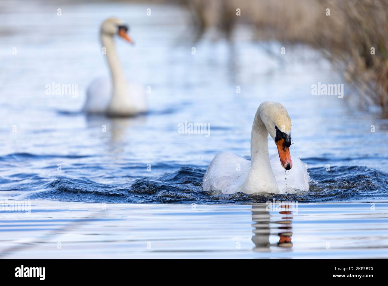 Mute Swan [ Cygnus olor ] Baden im Wasserkanal des Greylake RSPB Reservats, Somerset, Großbritannien Stockfoto