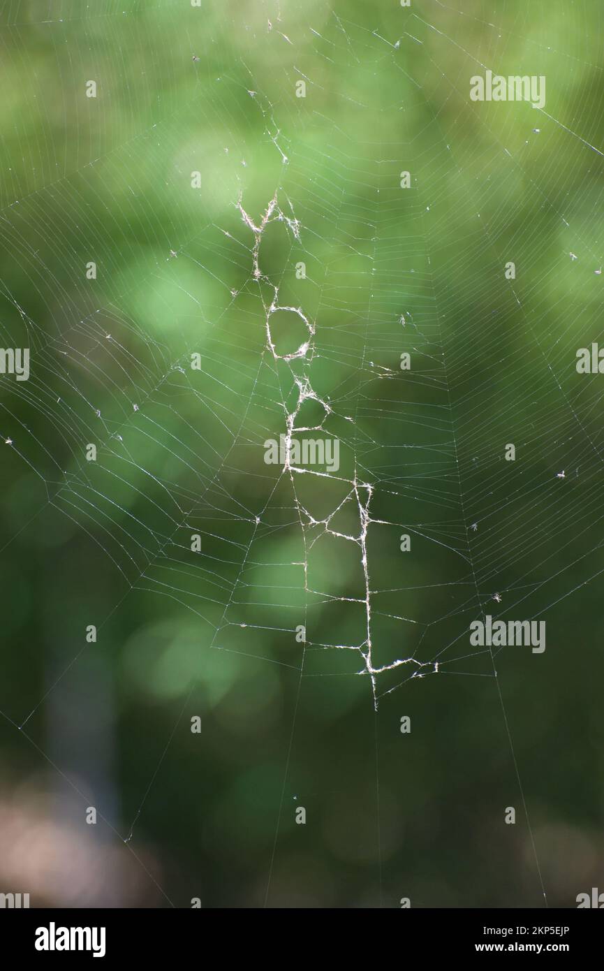 Im Zoo von Melbourne hängt ein riesiges Spinnennetz in den Bäumen. Orb Weaver (Araneus spp.) Spinnen sind groß und bauen sehr große Netze, um große Insekten zu fangen. Stockfoto