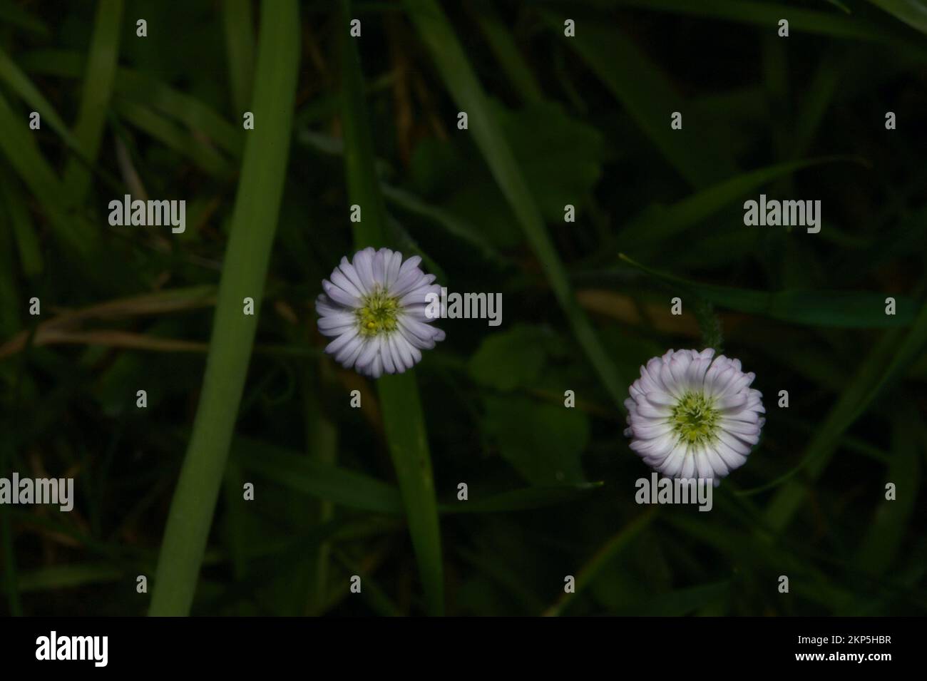 Die schlanken Gänseblümchen (Lagenifera Gracilis) sind wirklich winzig und leicht zu übersehen.Diese 2 waren nur etwa 5mm. Hochkins Ridge Flora Reserve. Stockfoto