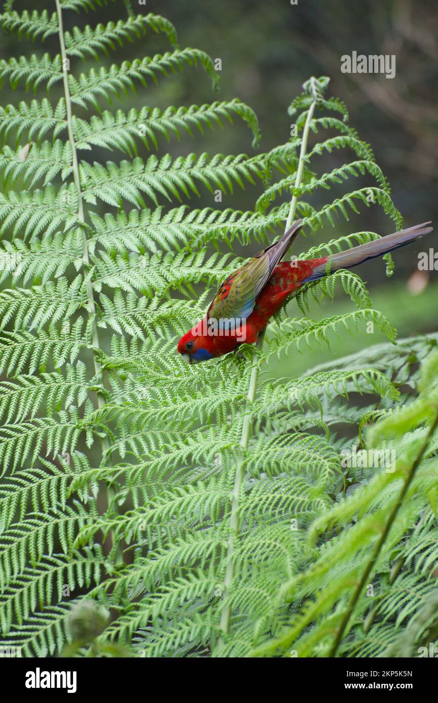 Junge Crimson Rosellas (Platycercus elegans) werden oft mit Königspapageien (Alisterus) verwechselt, aber der blaue Hals und die kleinere Größe sind ein Geschenk. Stockfoto