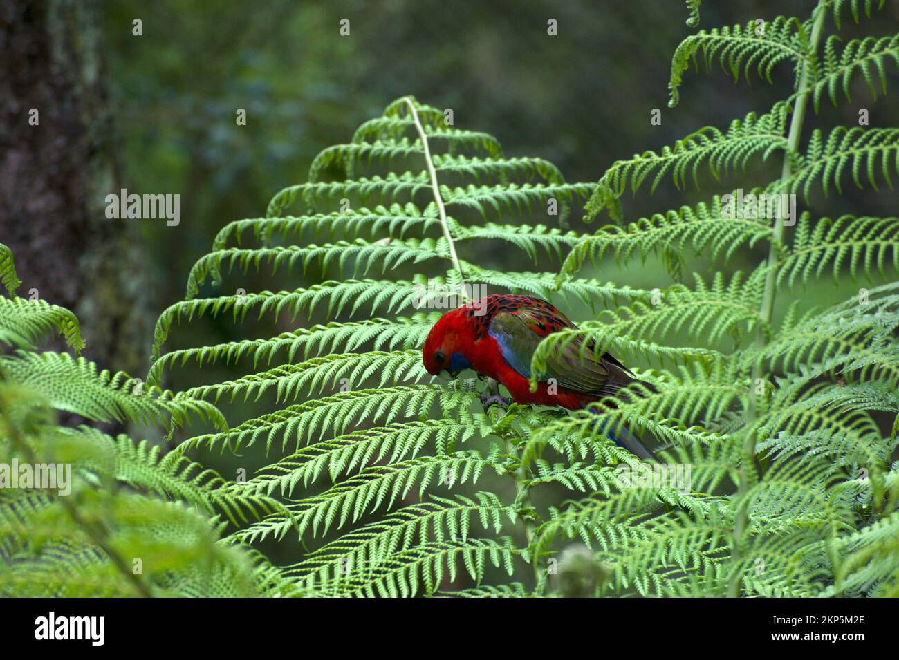 Junge Crimson Rosellas (Platycercus elegans) werden oft mit Königspapageien (Alisterus) verwechselt, aber der blaue Hals und die kleinere Größe sind ein Geschenk. Stockfoto