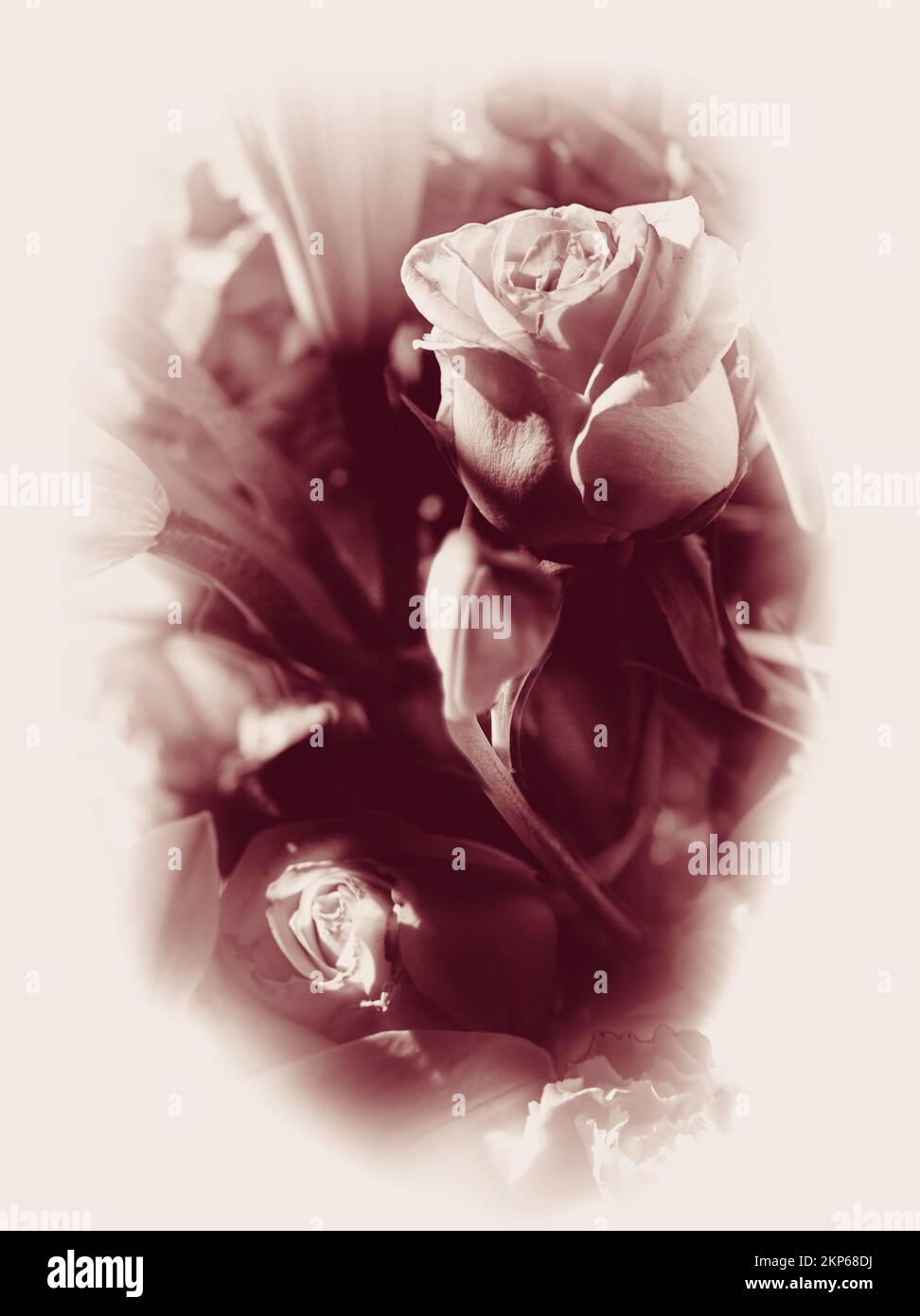 Vintage-Foto mit Vignette verblassen von alten Rosen wachsen in einem historischen Blumengarten. Viktorianische Romanzen Stockfoto