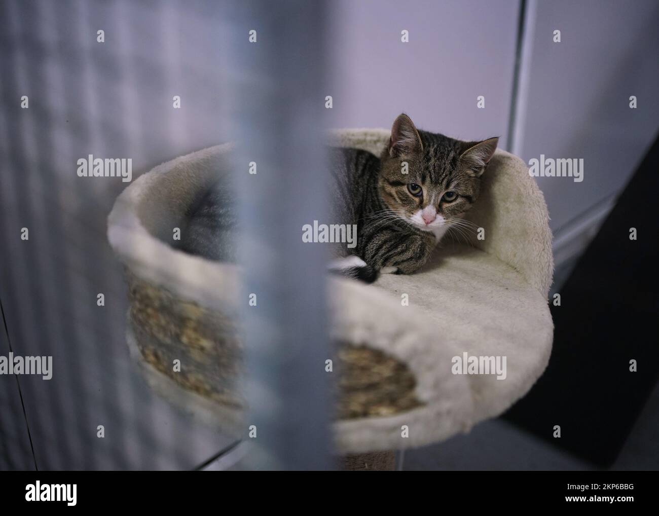 Sparrow, ein 14 Wochen altes Kätzchen im RSPCA Animal Rehoming Center in Uxbridge, London. Die RSPCA betteln die Menschen an, ihre Haustiere nicht zu entsorgen, während die Besorgnis über Vernachlässigung und Vernachlässigung steigt. Die Wohltätigkeitsorganisation für Tierschutz gab an, dass die Zahl der in diesem Jahr von ihren Rettungsteams zu bewältigenden Verlassungsfälle um 25 % gestiegen sei und dass die Zahl der Vernachlässigungsvorfälle um 13 % gestiegen sei. Foto: Donnerstag, 10. November 2022. Stockfoto