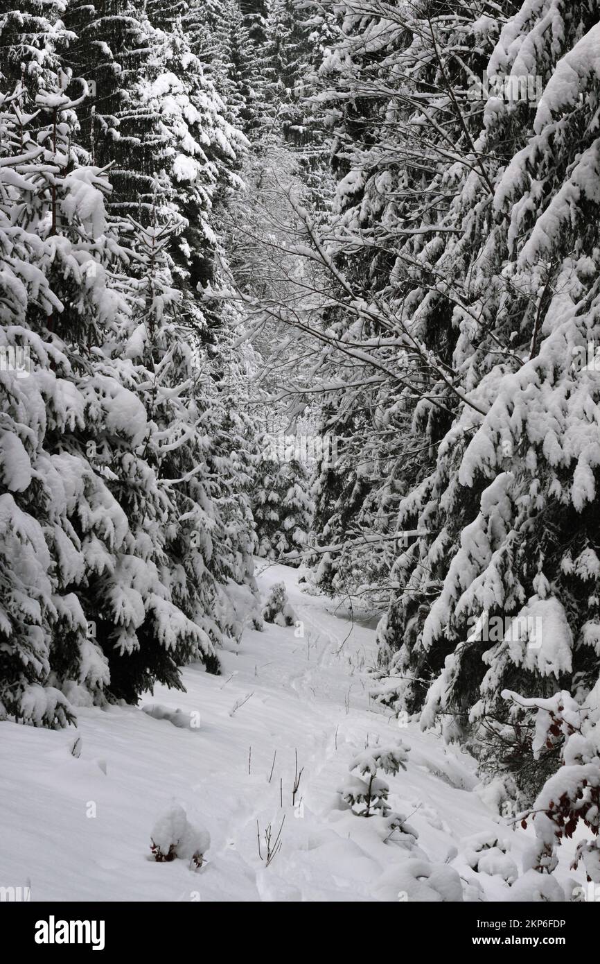 Ein Pfad mit frischem Schnee verläuft zwischen hohen Tannen, deren Äste sich unter dem frischen Schnee biegen Stockfoto