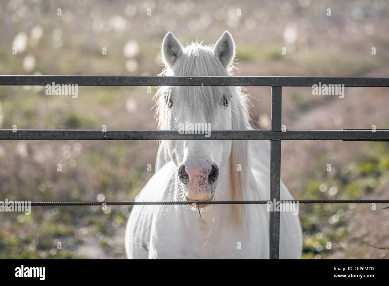 Weißes CamarguePferd in Südfrankreich. In Freiheit gezüchtete Pferde