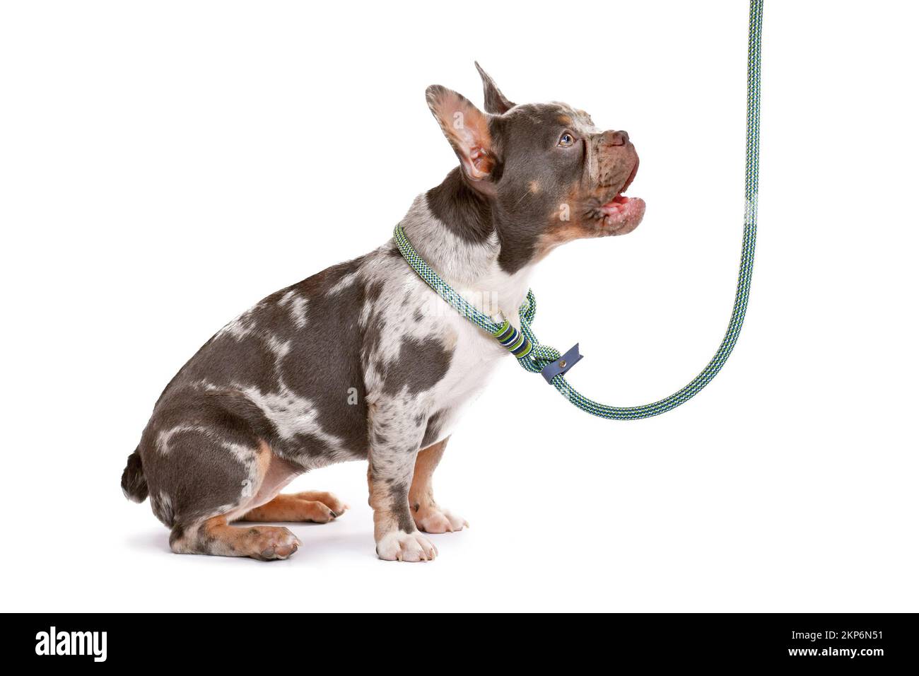 Merle-brauner französischer Bulldog mit Kragen und Seil-Retriever-Leine auf weißem Hintergrund Stockfoto