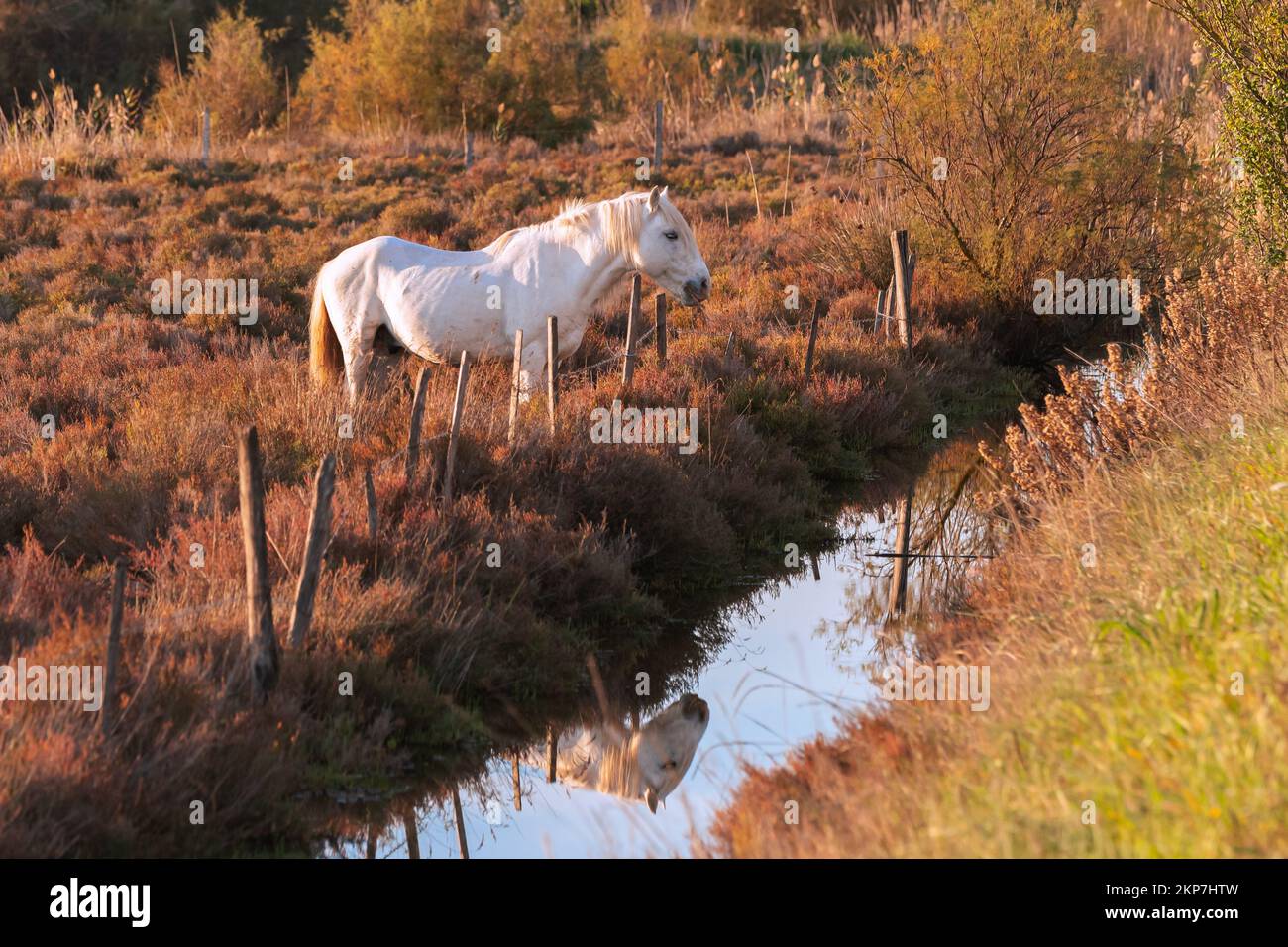 Weißes CamarguePferd in Südfrankreich. In Freiheit gezüchtete Pferde