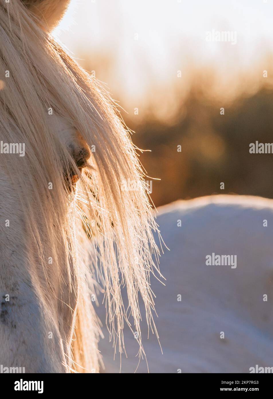 Nahaufnahme eines weißen Camargue-Pferdes in Südfrankreich. Pferde, die in der Mitte der Camargue-Stiere in den Teichen der Camargue gezüchtet wurden. Darauf trainiert Stockfoto