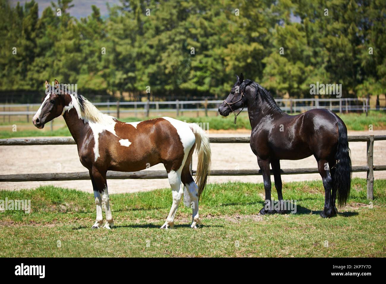 Ich halte die Augen offen. Zwei Pferde stehen auf einem Feld auf einer Ranch. Stockfoto